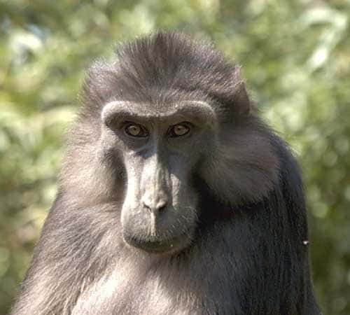 Mâle adulte macaque de Tonkean<br />© Georges Prats<br />Reproduction et utilisation interdites
