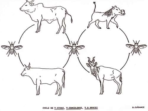 <br />Cycle 001a - Cycle parasitaire de<em> T. vivax</em>, <em>T. congolense</em> et <em>T. brucei brucei</em> transmis par les glossines entre animaux sauvages et/ou domestiques. <br />&copy; D. Cuisance, Cirad-emvt 