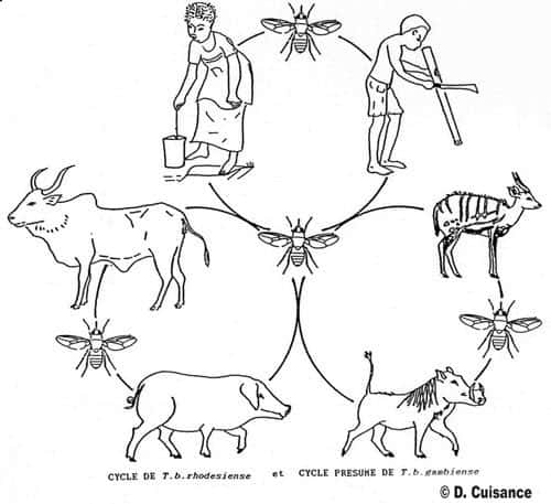 <br />Cycle 001b - Cycle parasitaire de <em>T. b. rhodesiense</em> et <em>T. b. gambiense</em> transmis par les glossines entre animaux sauvages ou domestiques et l'homme, qui vient au contact des mouches par ses activités. <br />&copy; D. Cuisance, Cirad-emvt. 