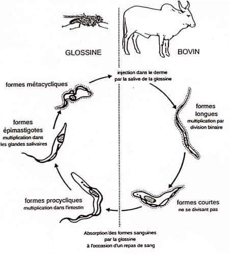 <br />Cycle 002 - Formes successives de <em>T. brucei</em> au cours du cycle parasitaire où ce parasite passe de la glossine vectrice à l'hôte bovin. <br />&copy; E. Authié, Cirad-emvt