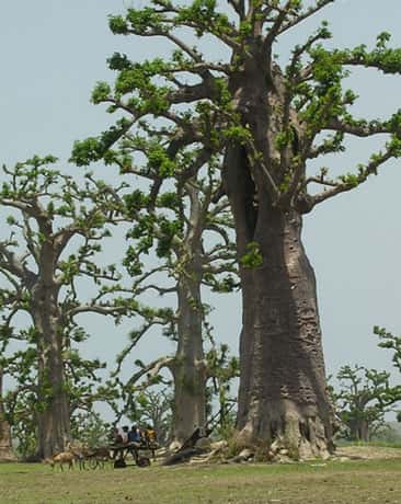 Baobabs (<em>Adansonia digitata</em>) de la forêt de Nguékokh au Sénégal. © S. Garnaud - Reproduction et utilisation interdites 