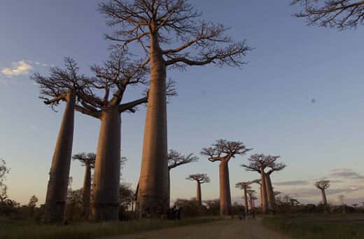 <em>Adansonia grandidieri</em>. Le plus imposant des baobabs, un véritable monument de 30 à 40 mètres, formant la célèbre allée des baobabs de Morondava à Madagascar. © S. Garnaud - Reproduction et utilisation interdites