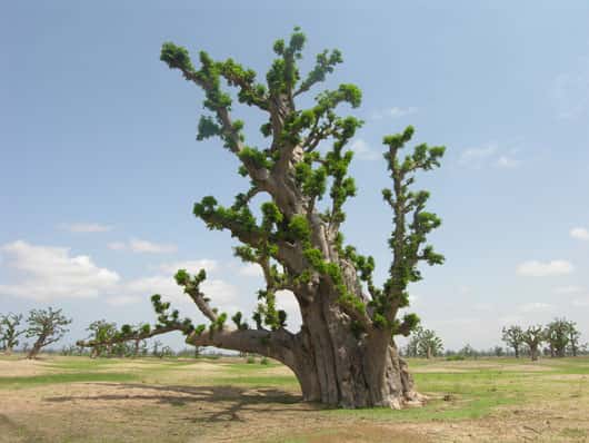Baobab (<em>Adansonia digitata</em>) en début de période de pluie (Sénégal). © S. Garnaud - Reproduction et utilisation interdites 