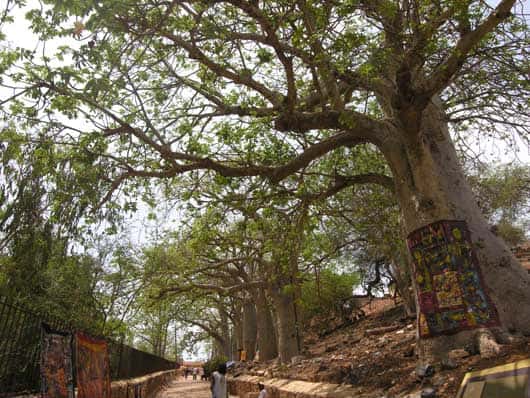 Allée des baobabs sur l'île de Gorée (Sénégal). Ils auraient été plantés sur l'île au milieu du XVIII<sup>e</sup> siècle. © S. Garnaud - Reproduction et utilisation interdites 
