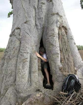 Baobab creux dans la forêt de Nguékokh (Sénégal). © S. Garnaud - Reproduction et utilisation interdites