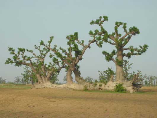 Une fois tombés à terre, les baobabs ont la faculté de se régénérer à partir des branches et de former ainsi sur l'ancien tronc de nouveaux arbres. © S. Garnaud - Reproduction et utilisation interdites 