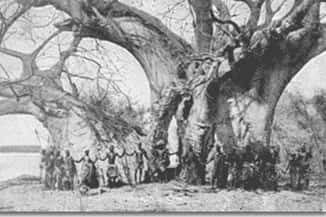 Baobab de Sagole en Afrique du Sud. Carte postale de 1944. © Reproduction et utilisation interdites 