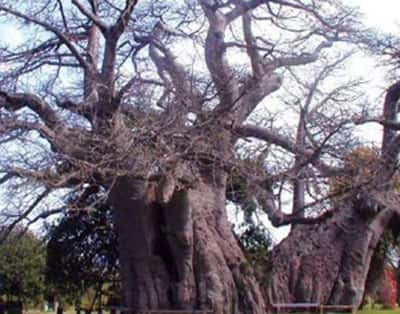 Baobab de Sagole en Afrique du Sud. © Reproduction et utilisation interdites 