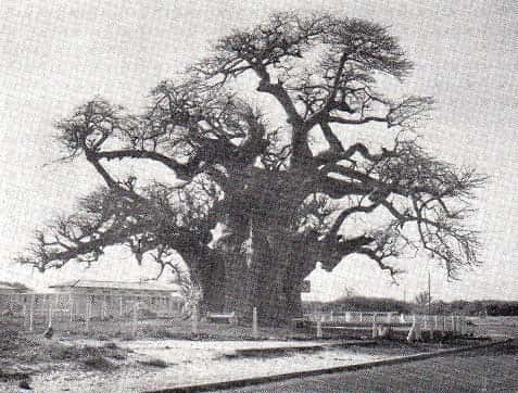 Le célèbre baobab de l'ellipse du point E (Dakar) abattu en 1971. © Photo IFAN, Cocheteux - Reproduction et utilisation interdites 