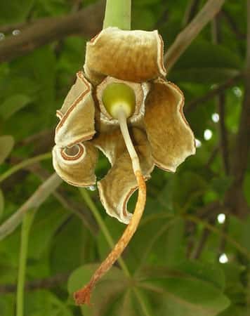 Fleur de baobab venant tout juste de tomber et laissant apparaître le fruit. © S. Garnaud - Reproduction et utilisation interdites 