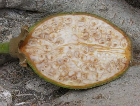 Jeune fruit de baobab non arrivé à maturité. © S. Garnaud - Reproduction et utilisation interdites 