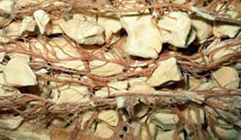 Détail de la pulpe de baobab : enchevêtrement de fibres et de pulpe dans laquelle se trouvent les graines. © S. Garnaud - Reproduction et utilisation interdites 