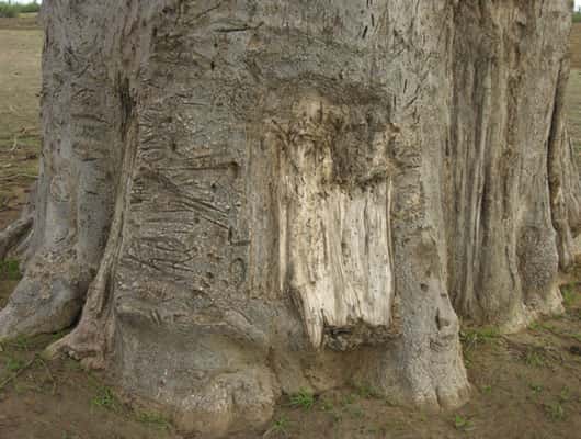 Baobab récemment écorcé pour la confection de cordage. © S. Garnaud - Reproduction et utilisation interdites