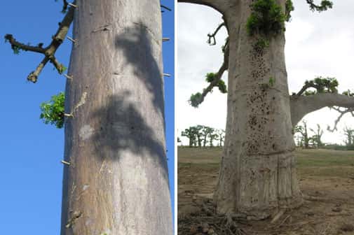 Tiges enfoncées dans les troncs de baobab pour en faciliter l'ascension (à gauche). Traces laissées par d'anciennes tiges (à droite). © S. Garnaud - Reproduction et utilisation interdites 