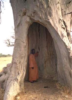 Baobab creux pouvant accueillir 5-6 personnes. © ICUC 