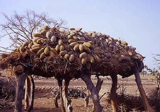 Séchage de fruits de baobab au Sénégal. © ICUC - Reproduction et utilisation interdites