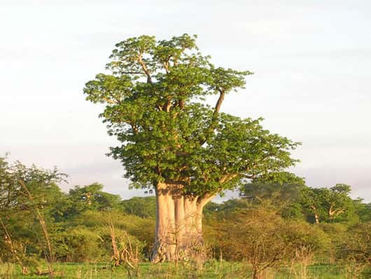 Baobab dans la réserve de Bandia (Sénégal). La couverture végétale arbustive dense et l'accès restreint à cette partie de la forêt permettent un développement normal des baobabs. © S. Garnaud - Reproduction et utilisation interdites 