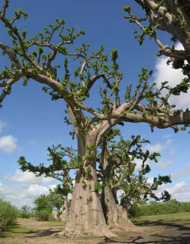 Baobab dans la réserve de Bandia (Sénégal). Ces baobabs se situent à côté de la réserve de Bandia (Sénégal). Ils ont été soumis à un émondage intensif au niveau des branches et du feuillage. © S. Garnaud - Reproduction et utilisation interdites 