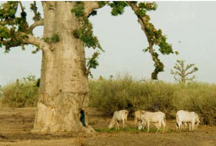 Les branches et feuilles tombées à terre sont directement broutées par le bétail (Sénégal). © S. Garnaud - Reproduction et utilisation interdites