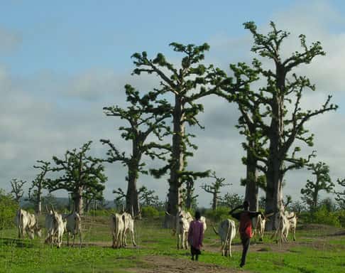 Éleveurs et troupeau de zébus dans la forêt de baobab de Nguékokh (Sénégal). © S. Garnaud - Reproduction et utilisation interdites