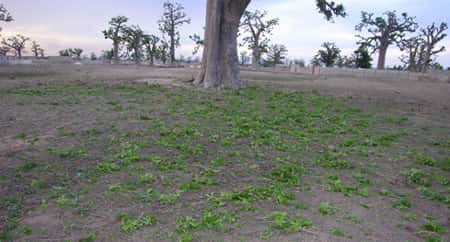 Feuilles de baobab tout juste coupées par les éleveurs afin de nourrir le bétail. © S. Garnaud - Reproduction et utilisation interdites