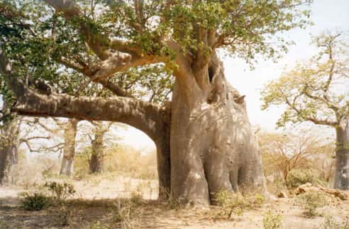 Baobab « éléphant » dans la réserve de Bandia au Sénégal. © S. Garnaud - Reproduction et utilisation interdites