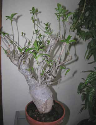 Baobab sous forme de bonsaï âgé de 30 ans. © S. Garnaud - Reproduction et utilisation interdites