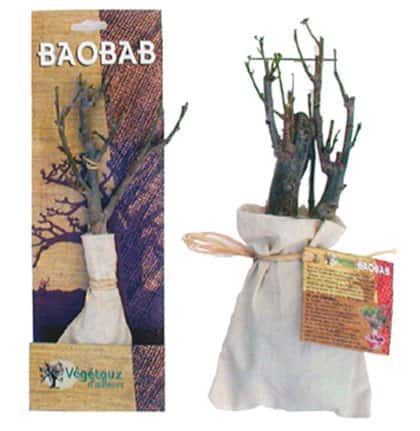 Kit Baobab prêt à planter de 1,5 an et 6 ans, disponible dans certaines jardineries ou sur Internet. © Végétaux d'Ailleurs International