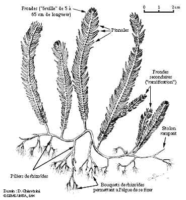 <em>Caulerpa taxifolia. </em>© DR