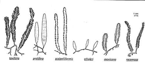 Les différentes espèces de <em>Caulerpa</em>. © DR
