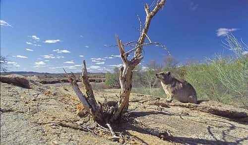 Ambiance de Namibie. © Christian König - Reproduction et utilisation interdites