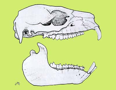 Crâne de daman. © Reproduction et utilisation interdites 