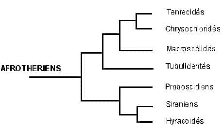 Classification des afrothériens. 