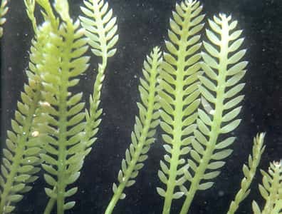 <br />Comment éradiquer l'algue<em style="text-align: center;">Caulerpa taxifolia</em>? © adl.brs.gov.au