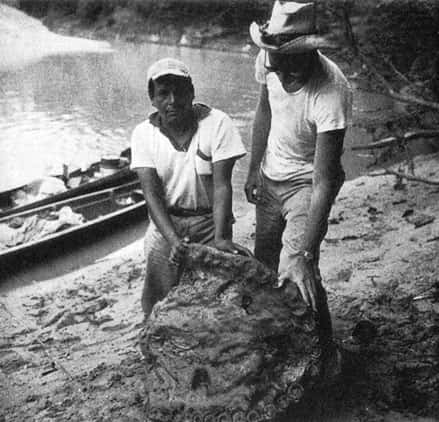 César Cruz et Peter Matthiessen avec le maxillaire de <em>Purussaurus</em>, Rio Mapuya (photo extraite du livre, « The Cloud Forest » de Peter Matthiessen, 1961) . Reproduction et utilisation interdites