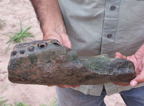 Expédition Fitzcarrald 2005, fragment de mâchoire fossile du caïman <em>Purussaurus.</em> © P.O. Antoine Reproduction et utilisation interdites