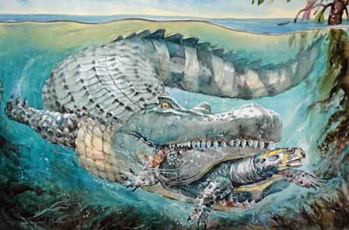 Dans les grands estuaires de la Mer Pebas, vivait un caïman géant, <em>Purussaurus</em>. Il pouvait mesurer jusqu'à 12 mètres de long et peser jusqu'à 15 tonnes. Avec la présence du prédateur<em> Purussaurus</em>, la mer miocène du bassin amazonien constituait probablement une des mers les plus dangereuses de tous les temps (aquarelle du peintre péruvien Daniel Peña réalisée dans le cadre de l'Exposition <em>PURUSSAURUS</em>).
