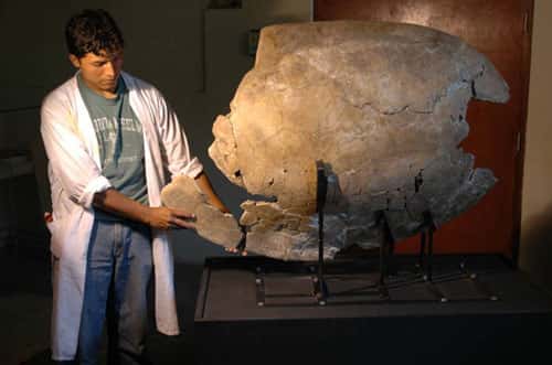 Carapace fossile de tortue géante “Charapa”montrant une morsure de 60 cm produite par <em>Purussaurus</em> (UNMSM). Lors de l'attaque, la tortue a perdu la patte gauche, un morceau de la carapace et la queue. La présence d'une excroissance osseuse sur la zone de morsure montre que l'animal a survécu. © P. Baby - IRD , DR