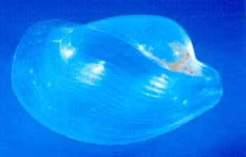  <br />Coquille de <em>Lobiger serradifalci </em>- Coquille de <em>Oxynoe olivacea</em>. © JP Sidois