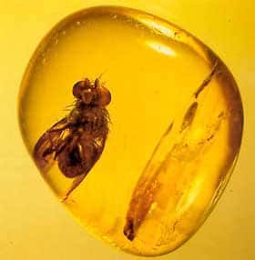 Diptère acalyptère, ambre de la Baltique (Eocène, 50 Ma). © DR - Reproduction et utilisation interdites 