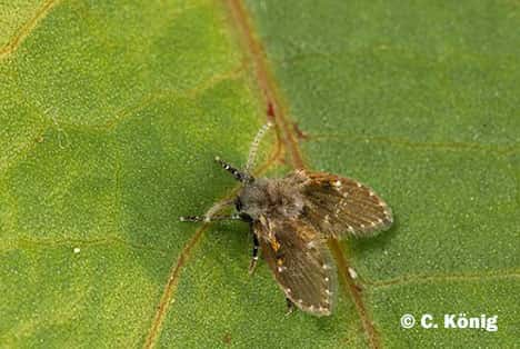 Très jolie ! La mouche hirsute, <em>Pericoma fuliginosa. </em>© C. König - Reproduction et utilisation interdites 