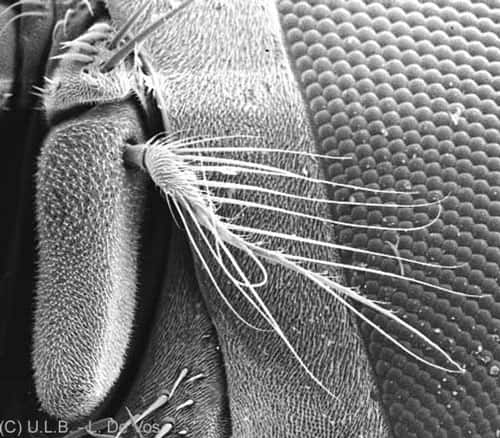 Antennes de mouche. © L. deVos - Reproduction et utilisation interdites 