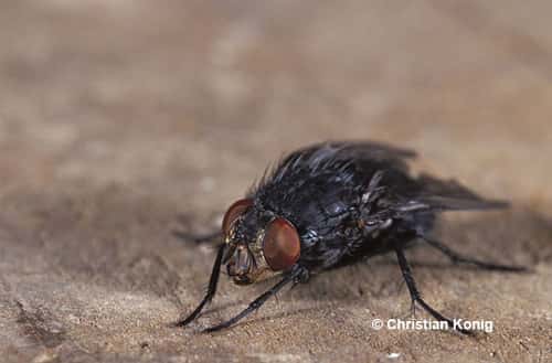<em>Calliphora vicina</em>, mouche à viande femelle. © C. König - Reproduction et utilisation interdites 