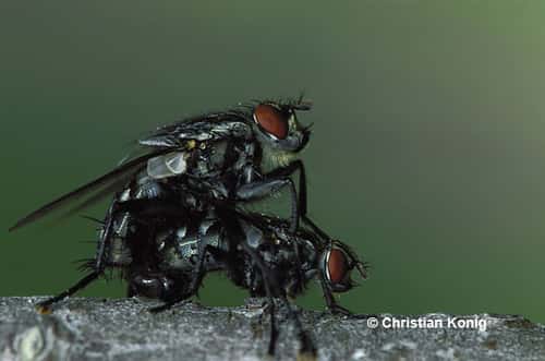 Accouplement de la mouche. © C König - Reproduction et utilisation interdites 
