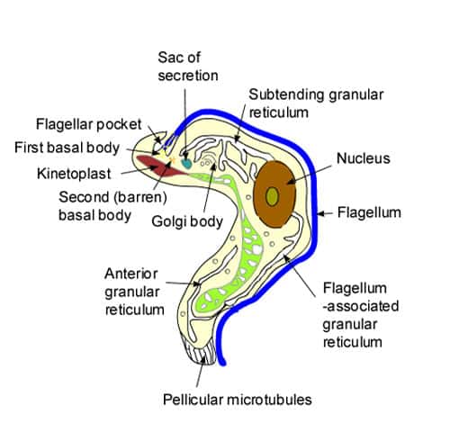 Trypanosome, détail de la structure du Protozoaire. © DR - Reproduction et utilisation interdites 