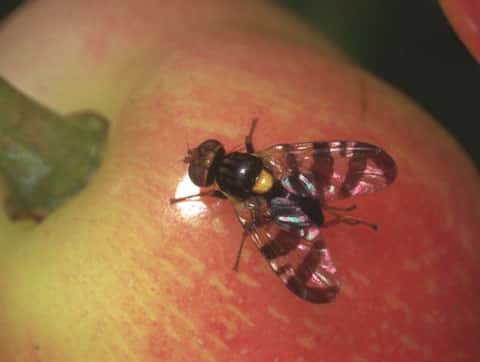 Mouche de la cerise, <em>Rhagoletis cerasi,</em> femelle sur un fruit. © Inrae - Reproduction et utilisation interdites 