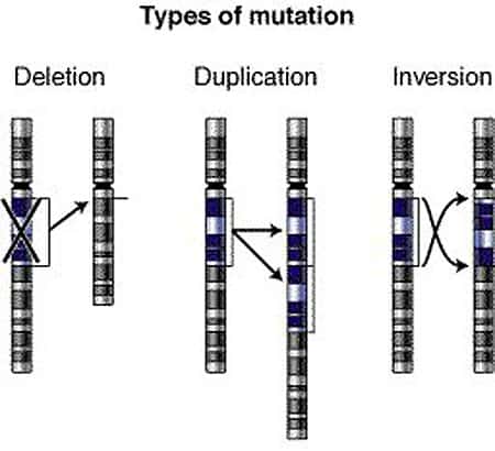 Mutation chromosomique. © DR - Reproduction et utilisation interdites