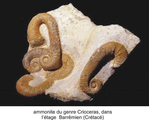 Les ammonites ont disparu à la fin du Crétacé. © DR