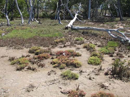 <br />Tanne herbeux à Suaeda et à Sporobolus en limite de mangrove mourante (Nouvelle-Calédonie)  <br />&copy; JM Lebigre <br />Reproduction et utilisation interdites