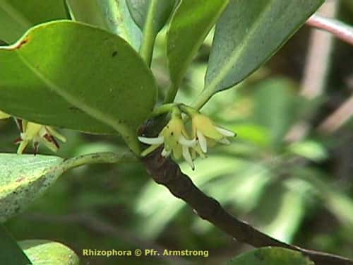 <br /><em>Rhizophora mangle</em> (red mangrove, Rhizophoraceae) en fleurs.   Les fleurs d'un centimètre de long.<br />&copy; Prof. J. E. Armstrong, Illinois State University<br />Reproduction et utilisation interdites